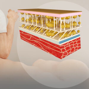 Fascia, fusi neuromuscolari e corpuscoli del golgi